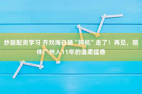 炒股配资学习 齐刘海白狮“阿杭”走了！再见，陪伴广州人11年的温柔猛兽